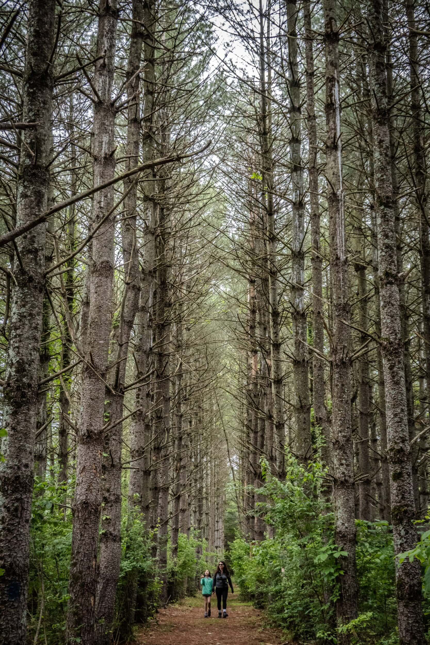 Guests hiking in the Upper Highland pines